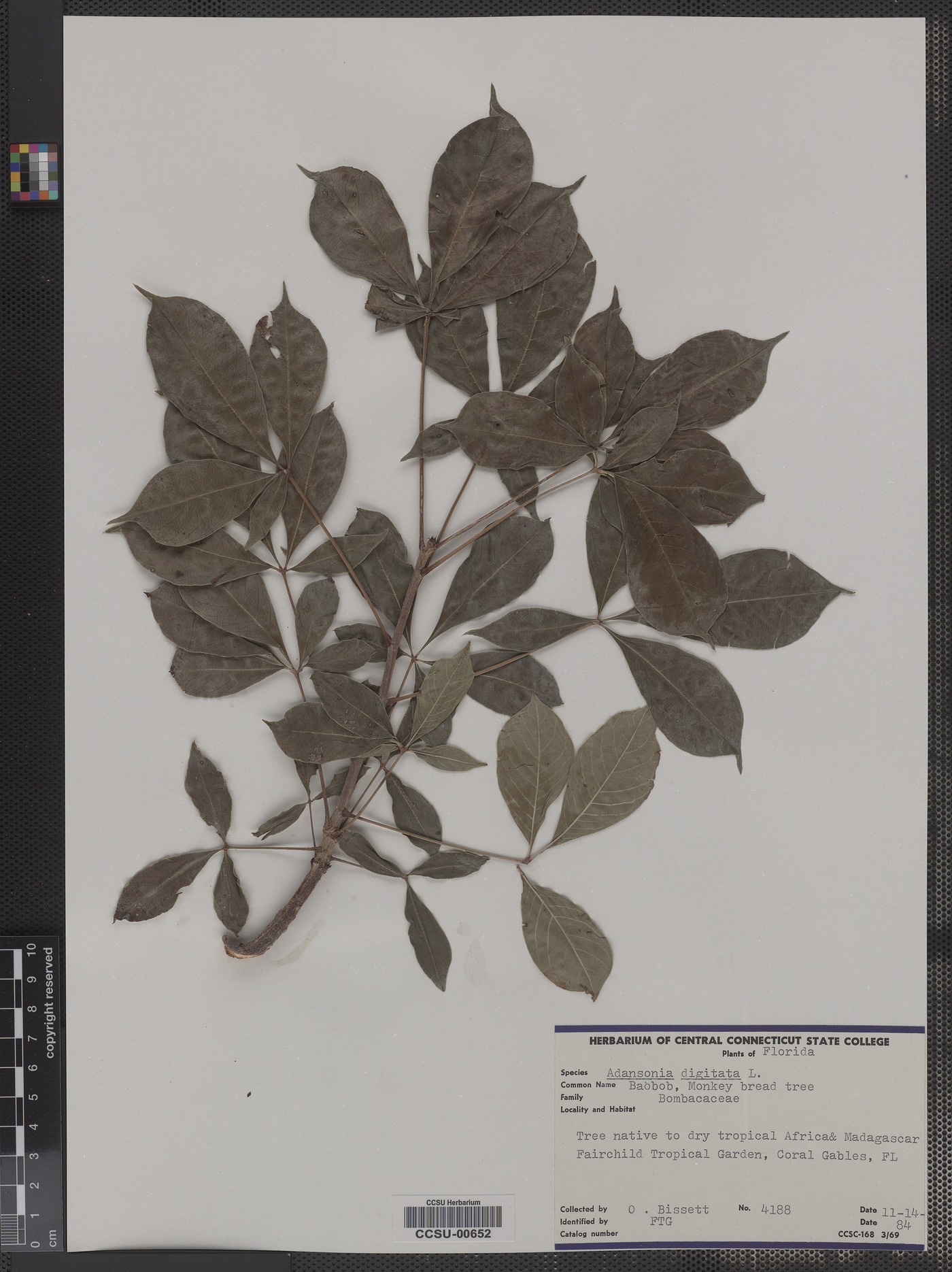 Adansonia image