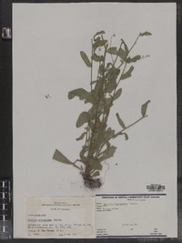 Myosotis macrosperma image