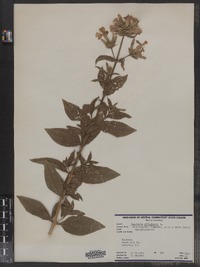 Saponaria officinalis image