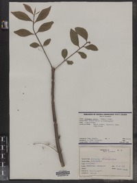 Euonymus alatus image