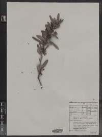Image of Maytenus heterophylla