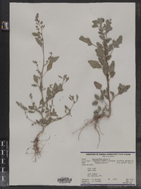 Chenopodium album image