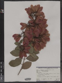 Combretum grandiflorum image