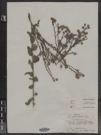 Symphyotrichum drummondii var. drummondii image