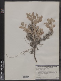 Artemisia stellariana image