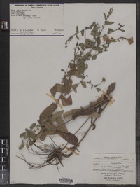Symphyotrichum patens var. patens image