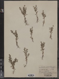 Matricaria matricarioides image