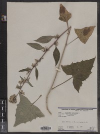 Prenanthes altissima image