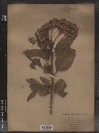 Eupatorium purpureum var. purpureum image