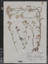 Pseudognaphalium canescens ssp. canescens image