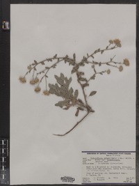 Heterotheca subaxillaris image