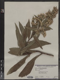 Solidago sempervirens image