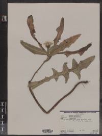 Sonchus arvensis image