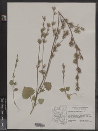 Image of Carminatia tenuiflora