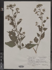 Image of Brickellia floribunda