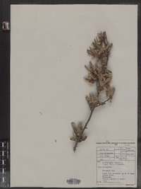 Image of Brachylaena ilicifolia