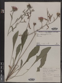 Centaurea nigrescens image