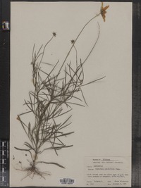 Coreopsis grandiflora image