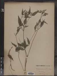 Coreopsis discoidea image