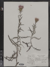Image of Cirsium calcareum