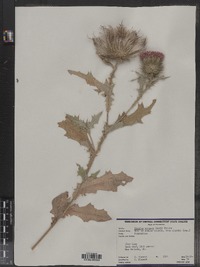 Cirsium vulgare image