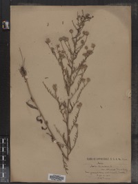 Symphyotrichum dumosum var. dumosum image