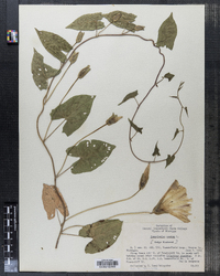 Calystegia sepium ssp. sepium image