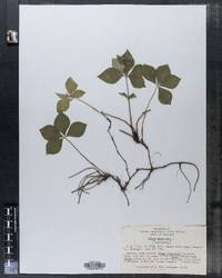 Cornus canadensis image