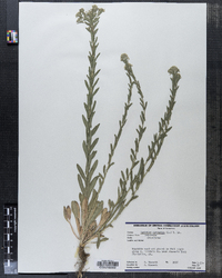 Lepidium campestre image