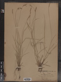 Carex bromoides image