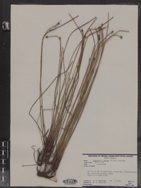 Eleocharis obtusa image