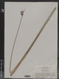 Schoenoplectus acutus var. acutus image