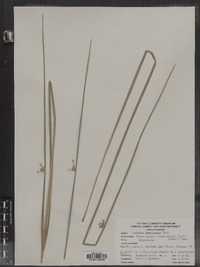 Schoenoplectus americanus image