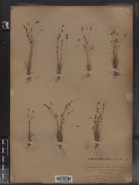 Bulbostylis capillaris ssp. capillaris image
