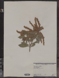 Pieris japonica image