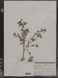 Chamaesyce hypericifolia image