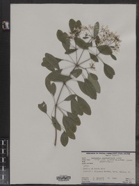 Image of Euphorbia leucocephala