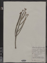 Image of Euphorbia mauritanica
