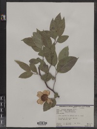 Image of Oncoba spinosa