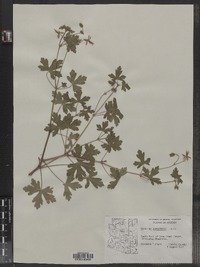 Image of Geranium caespitosum