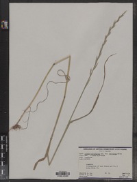 Lolium perenne ssp. multiflorum image