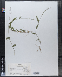 Oplismenus hirtellus ssp. setarius image