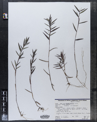 Dichanthelium dichotomum var. ensifolium image