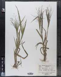 Panicum capillare image