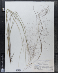 Image of Muhlenbergia filipes