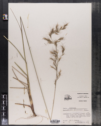 Aristida purpurascens image