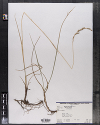 Bromus erectus image