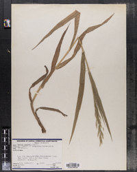 Bromus inermis image