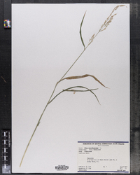 Cinna arundinacea image