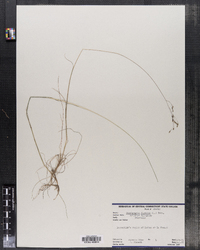 Deschampsia flexuosa image